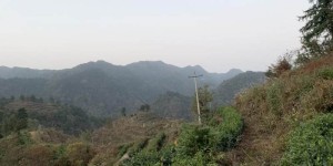 国网安徽电力助农在行动，“益”起守护大山里的制茶梦