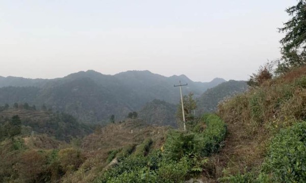 国网安徽电力助农在行动，“益”起守护大山里的制茶梦